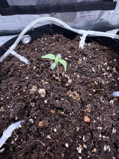 Bruce Banner Autoflower. Week 1