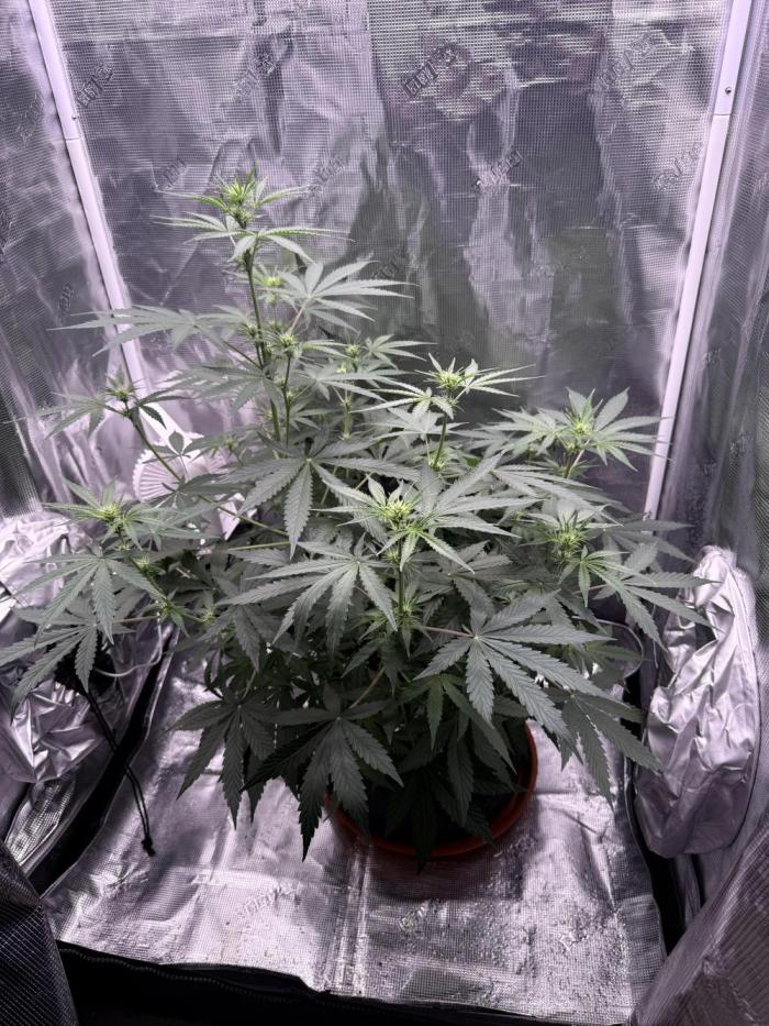 Bruce Banner 4. Week 5