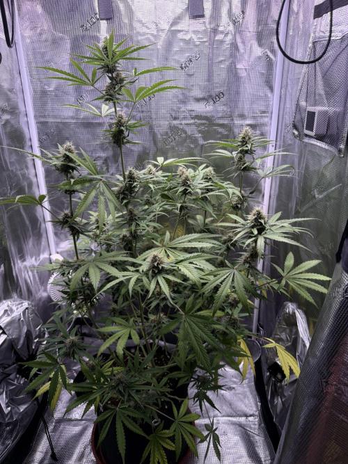 Bruce Banner 4. Week 8