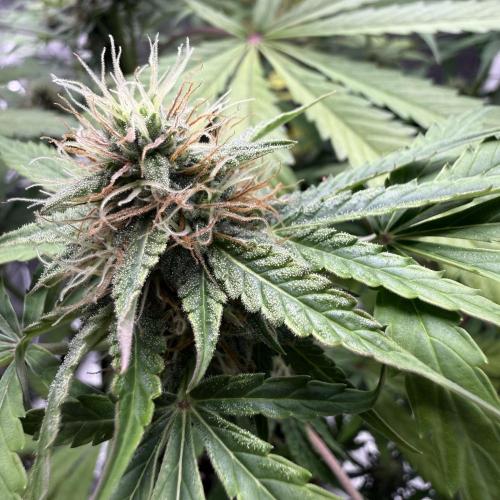 Bruce Banner 4. Week 8 - Clear trichomes.

