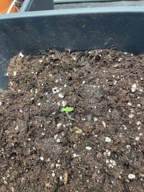 Gorilla grape cookies auto. Week 1