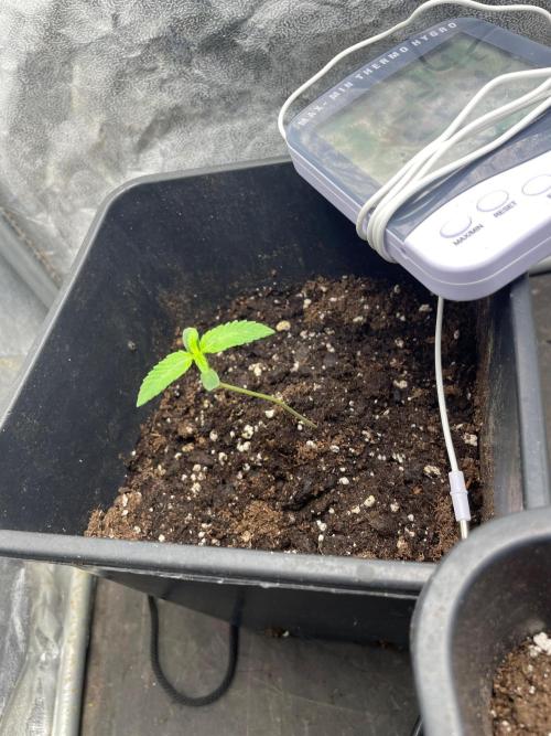 Gorilla grape cookies auto. Week 2