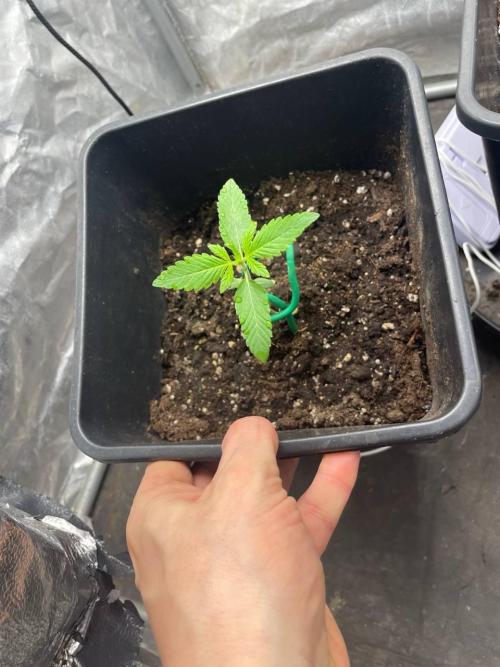 Gorilla grape cookies auto. Week 2