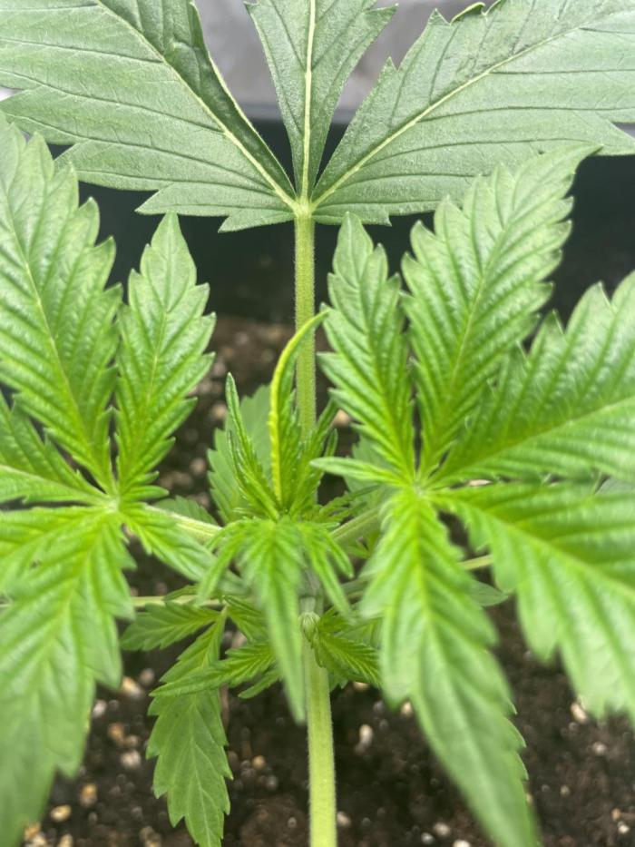 Gorilla grape cookies auto. Week 3