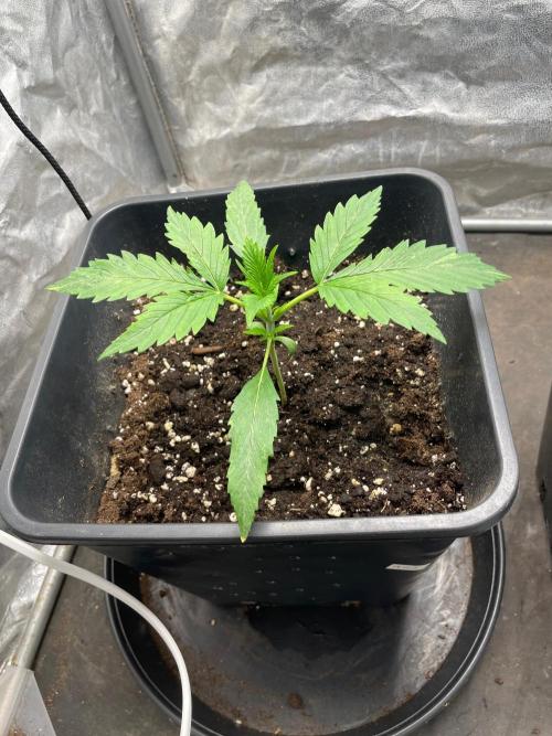 Gorilla grape cookies auto. Week 4