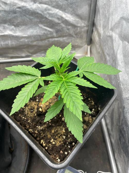 Gorilla grape cookies auto. Week 4