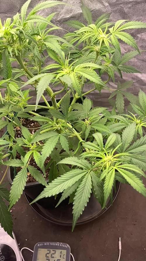 Gorilla grape cookies auto