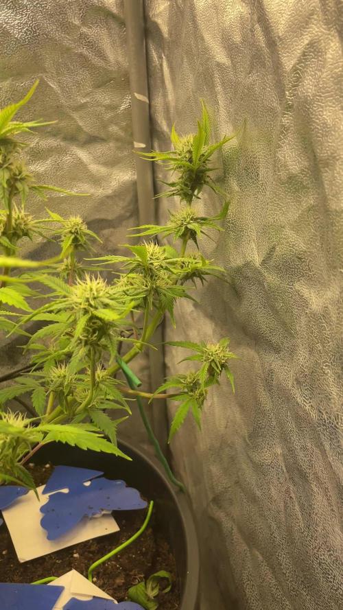 Gorilla grape cookies auto