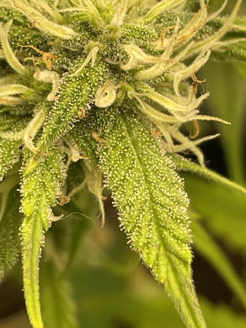 Gorilla grape cookies auto. Week 6 - A quanto pare troppi nutrimenti hanno creato delle bruciature, sto flushando 