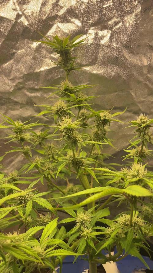 Gorilla grape cookies auto