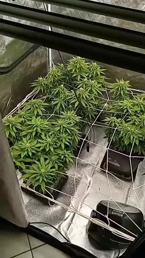 Super THC