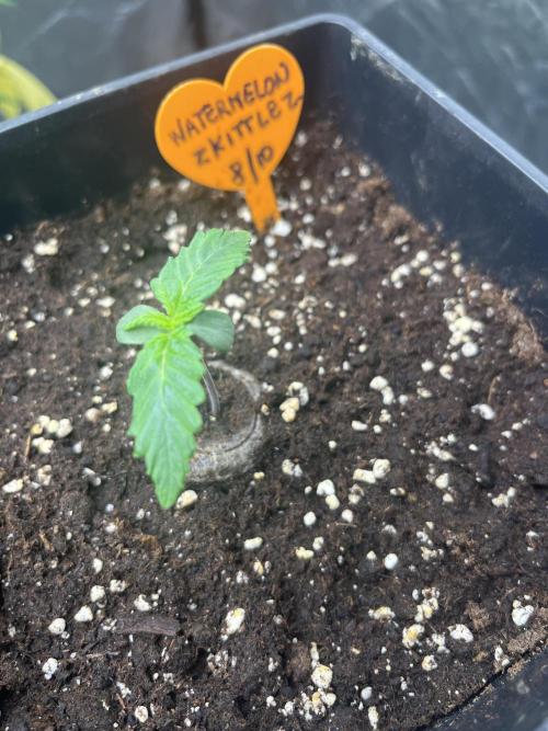 Ziocannabis