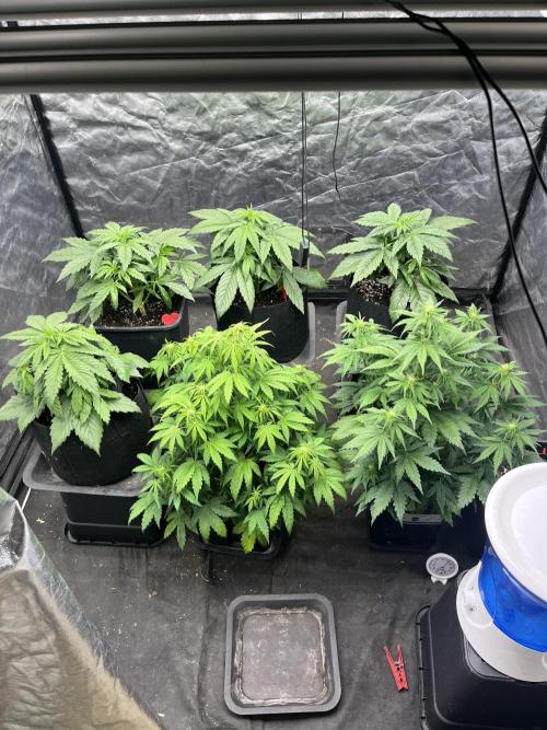 Grande Colla. Week 3 - Le piccole sono 4 gorilla glue auto
Le grandi 2 zkittlez Watermelon e Gorilla 