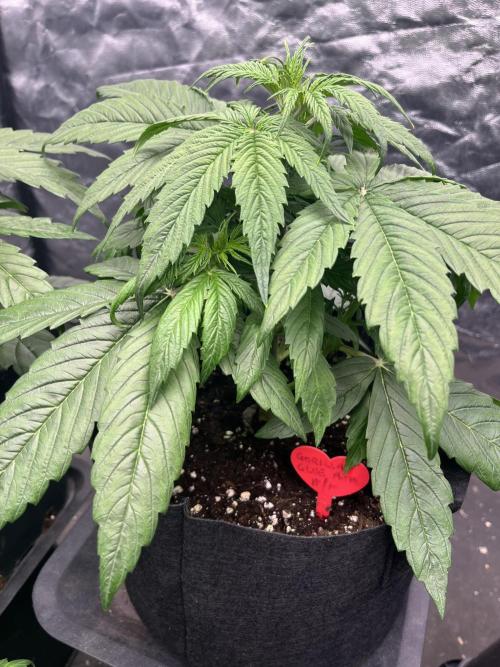 Grande Colla. Week 3 - messa il giorno 18 sotto luce