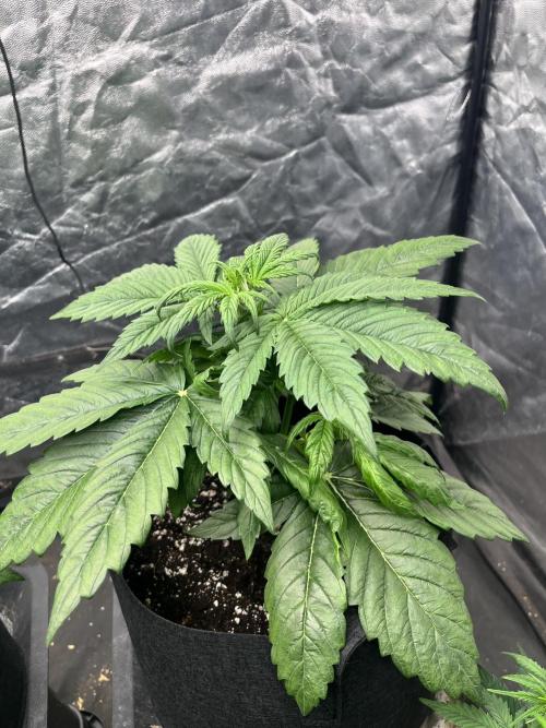 Grande Colla. Week 3 - hanno circa 3 settimane 