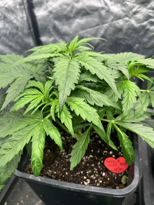 Grande Colla. Week 3 - 3 settimane! Tra  poco andranno in prefioritura 