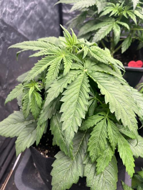 Grande Colla. Week 3 - 20 giorni circa