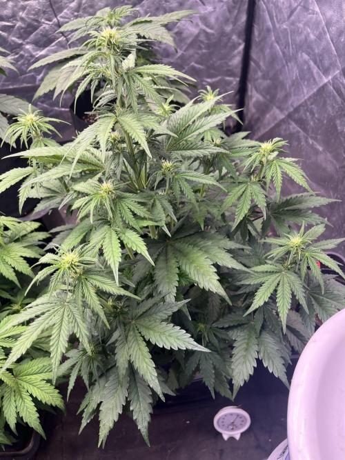 Grande Colla. Week 3 - questa è la Gorilla Zkittlez auto messa il 
18/10 quindi 10 giorni in più