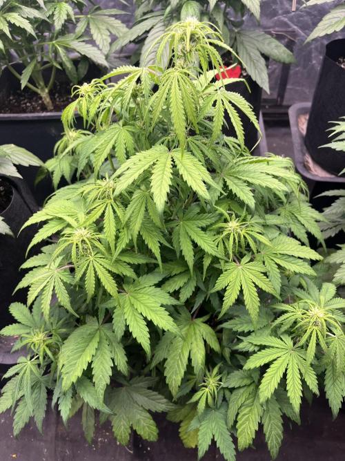 Grande Colla. Week 3 - Uguale come sopra ma Watermelon auto