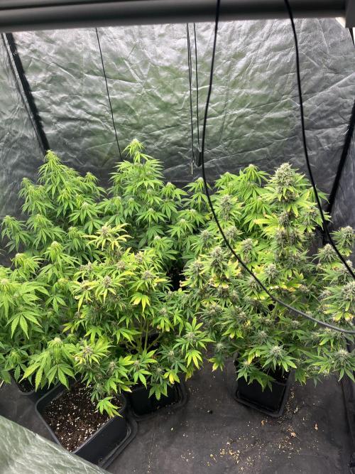 Grande Colla. Week 5 - Partendo da dx: Watermelon,Gorilla Zkittlez, e 4 Gorilla glue
Tutte auto
