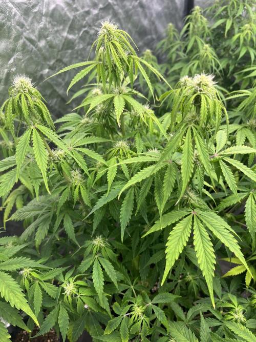 Grande Colla. Week 5 - Nata il 18/10
Gorilla glue della FustBuds