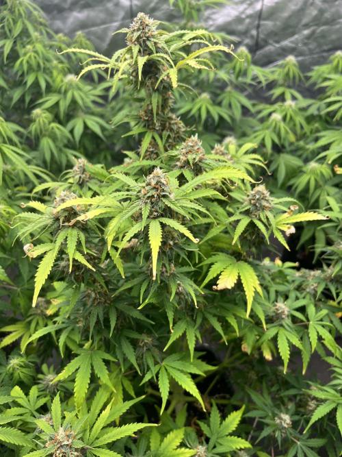 Grande Colla. Week 5 - Gorilla Zkittlez nata il 8/10
Circa 7 settimane