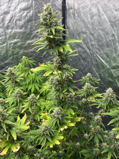 Grande Colla. Week 5 - Watermelon circa 7 settimane in tutto (08/10/2025)