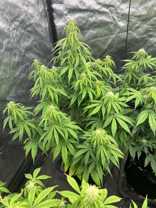 Grande Colla. Week 5 - Gorilla glue (18/10/2025)
Circa 5/6 settimane 