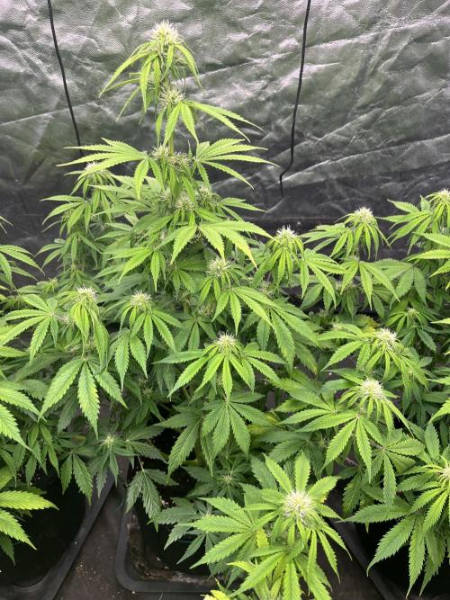 Grande Colla. Week 5 - Gorilla glue