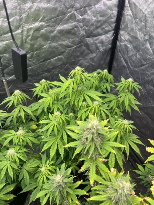 Grande Colla. Week 5 - Gorilla glue 
Le 4 Gorilla glue sono FustBuds auto fiorenti tutte messe il 18/10