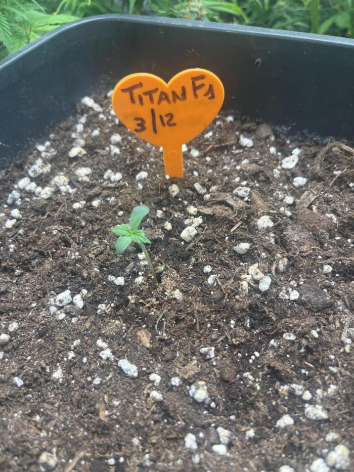 Titan F1 rqs. Week 0 - Rqs auto
Titan F1
3/12/2025