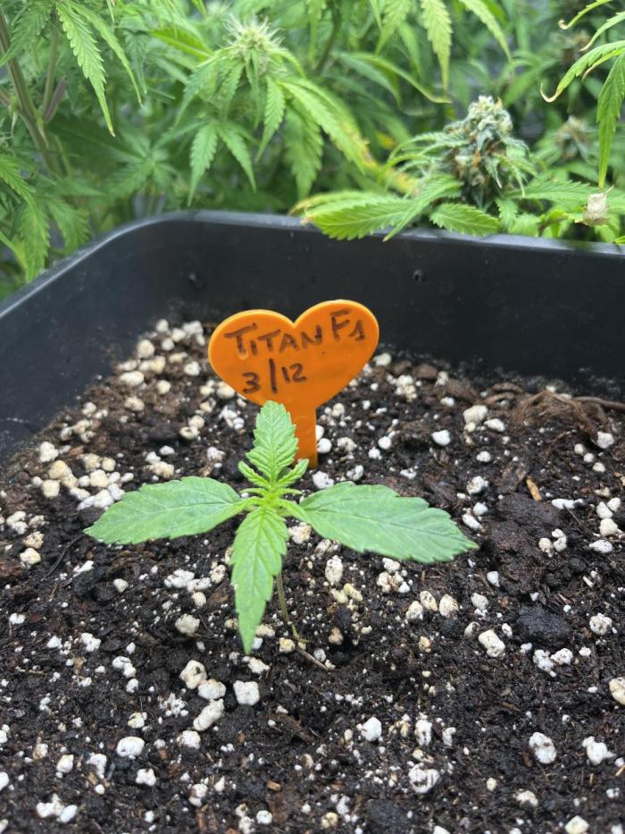 Titan F1 rqs. Week 1 - 1 settimana di vita 
È insieme ad altre 6 sorelle maggiori😉