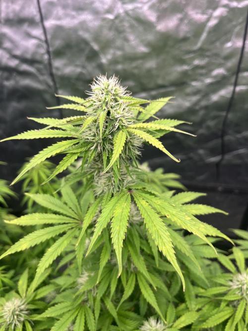 Grande Colla. Week 7