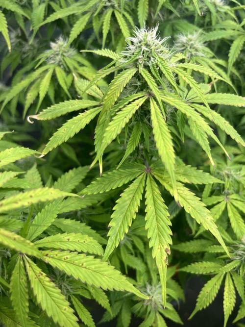 Grande Colla. Week 7