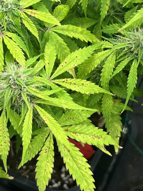 Grande Colla. Week 7