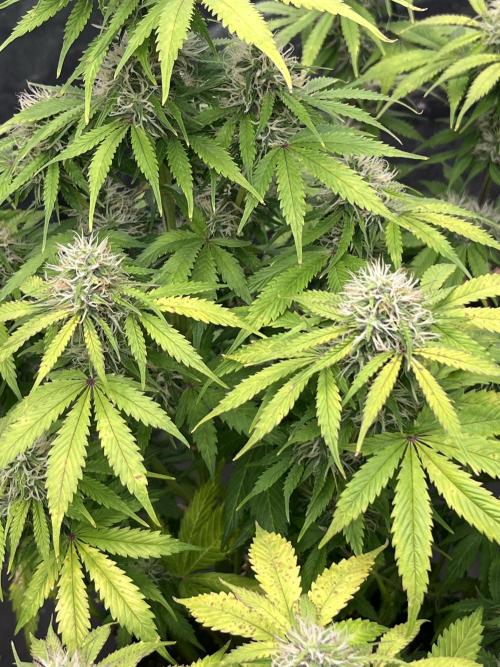 Grande Colla. Week 7