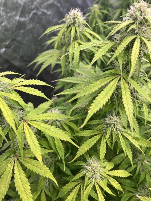 Grande Colla. Week 7