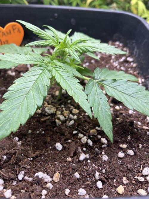 Titan F1 rqs. Week 2 - 2 settimane fatte 
Penso vada bene..