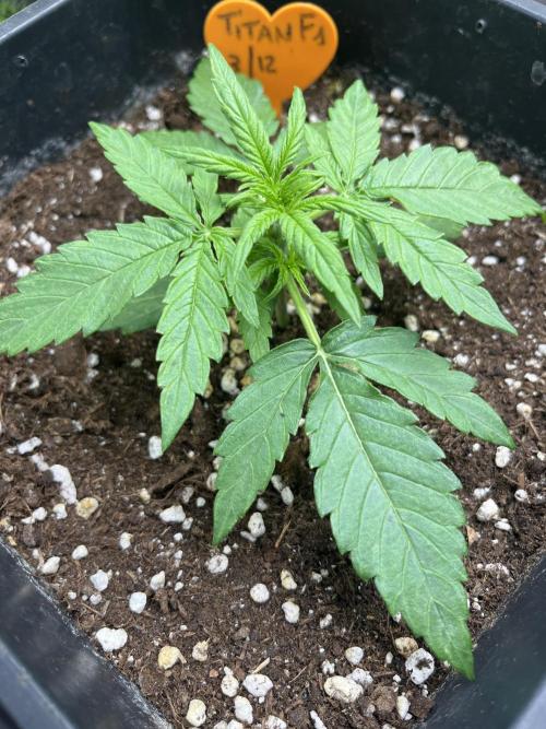 Titan F1 rqs. Week 2 - Forse un po piccola perché non sto usando il Piranha e Tarantula 
Lo comprerò 😉