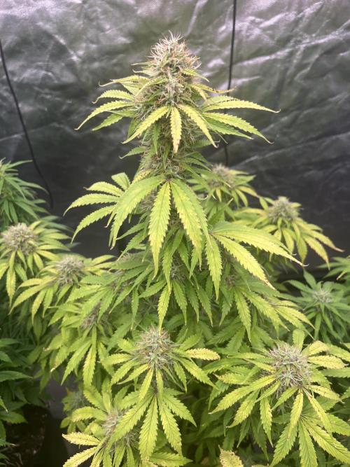 Grande Colla. Week 8 - Nata il 18 ottobre è la più grande delle 4 colla