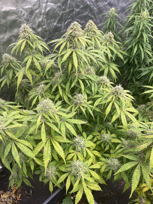 Grande Colla. Week 8 - 2 mesi di vita tutte e 4 ma con grandi differenze di crescita