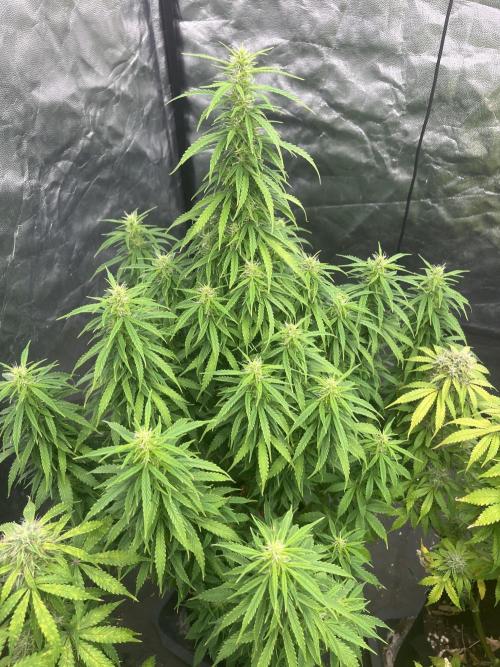 Grande Colla. Week 8 - Questa è chiamata” Cigino Hit” della famiglia Adams
Anche lei nata il 18/10 Bho!