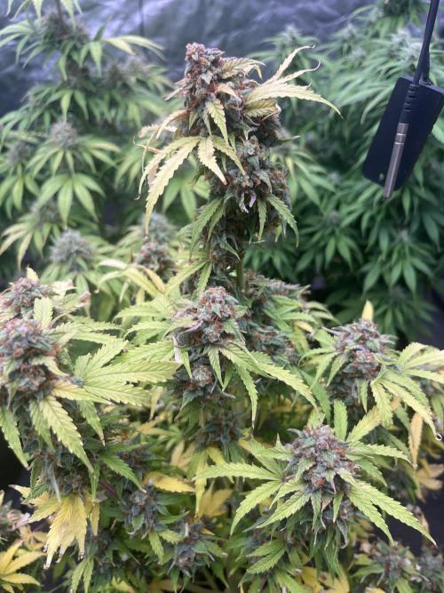 Grande Colla. Week 8 - Questa è una Watermelon Zkittlez 
Oggi la tolgo
Nata 08/10