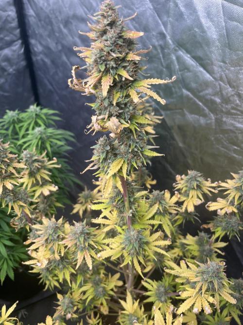 Grande Colla. Week 8 - Questa è una Gorilla Zkittlez e oggi.. Harvest!!
Nata il 08/10