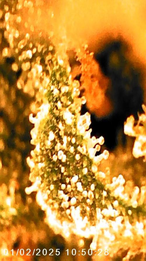 Grande Colla. Week 8 - Gorilla Zkittlez 