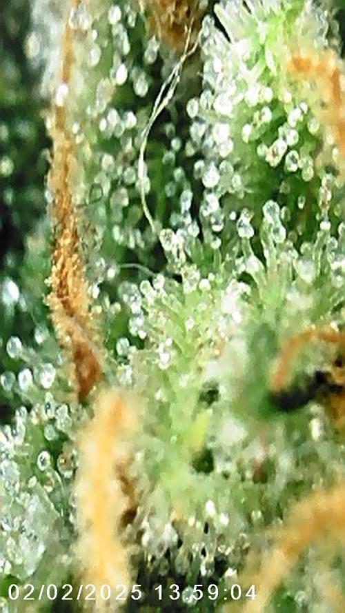 Grande Colla. Week 8 - Watermelon Zkittlez 