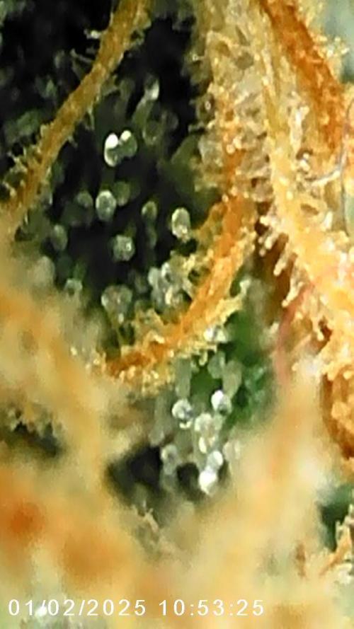 Grande Colla. Week 8 - Gorilla Zkittlez