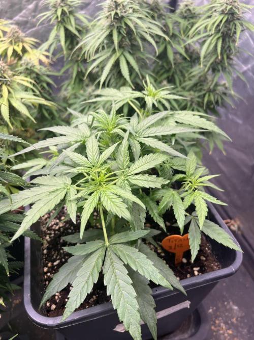 Titan F1 rqs. Week 3