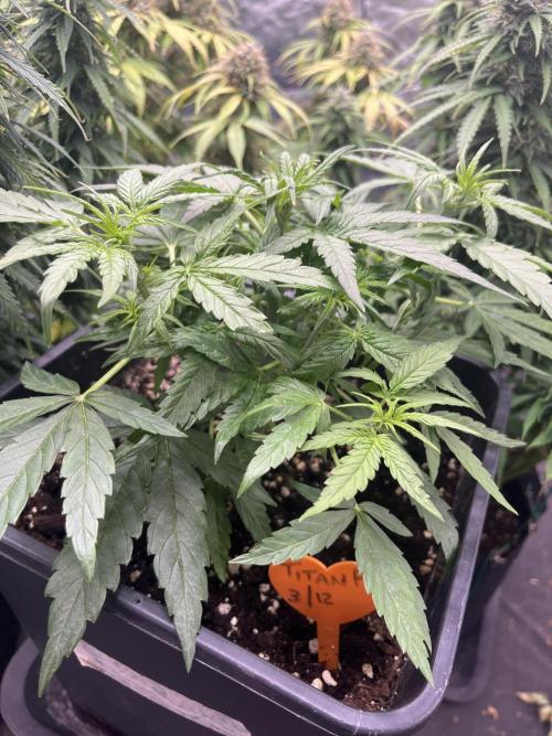 Titan F1 rqs. Week 3