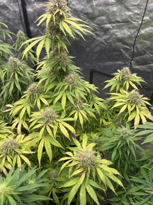 Grande Colla. Week 9 - Con questa Gorilla siamo vicini alla raccolta